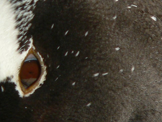 ../../Pictures/241209/119 Gentoo.JPG